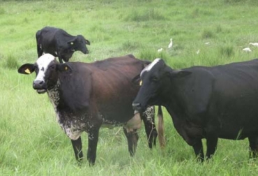 Con entrega de animales se busca beneficiar familias desplazadas por la violencia. Foto: Suganado.com proyecto, Huila, familias, doble propósito, Ganadería, entrega, beneficiarios, sembradores vida, tierras, bienes, Servicios, empleo, carne, leche, economía, económico, Colombia, CONtexto ganadero, ganaderos colombia, noticias ganaderas colombia