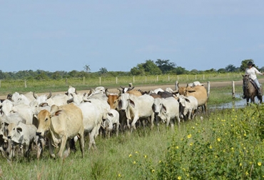 El hurto de animales es cada vez más frecuente en la región. Foto: Casanare 24 Horas. Ganadería, ganadería colombia, noticias ganaderas, noticias ganaderas colombia, CONtexto ganadero, Abigeato, abigeato casanare, abigeato colombia, Robo de ganado, robo de ganado casanare, abigeato trinidad, Trinidad Casanare