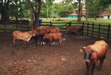 El departamento sigue interesado en proteger y promover la especie propia de la región. Foto: Gobernación de Santander. Ganadería, ganadería colombia, noticias ganaderas, noticias ganaderas colombia, CONtexto ganadero, chino santandereano, Razas criollas, Ganado criollo, Ganado criollo colombiano, raza chino santandereano, Gobernación de Santander
