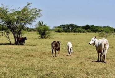 “Si continúa aumento del precio del ganado habrían menos posibilidades de exportar”, dijo Miguel Dulcey. Foto: El Heraldo Escasez de ganado en Córdoba dispara precio, Sucre registra aumento de precios, demanda de ceba se dispara, productores abandonan la cría, aumento continuo de precios, observatorio de precios de la Universidad de Córdoba, IPPG aumenta en todas las categorías de animales, contrarrestaría exportaciones de ganado, CONtexto ganadero, noticias de ganadería colombiana.
