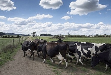 “Los alimentos concentrados aumentan 4 veces al año y han generado una cadena de incremento en todos los órdenes de la actividad ganadera”, dijo Iván Darío Cruz. Foto: Agronegocios.co Ganadería lechera del Sumapaz está de capa caída, aumento de precios de concentrados, cadena de incrementos, cierre de grandes producciones, región se convierte en minifundios, CONtexto ganadero, noticias de ganadería colombiana.