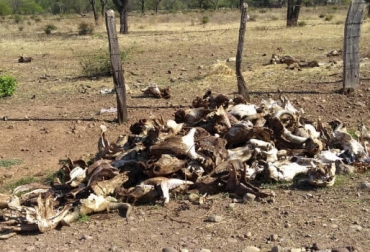 Cientos de restos de ganado encontrados en la vereda La Maya en el Cesar. Foto: Cortesia ganadería, ganadería colombia, noticias ganadera colombia, contexto ganadero, agricultores, productores, inseguridad, inseguridad cesar, delincuentes, bandas delincuenciales, cesar, carneo, abigeato, muerte de ganadero, mataderos, mataderos clandestinos, frigoríficos, bosconia, san diego, Valledupar, ministerio de agricultura, grupos delincuenciales, delincuentes, ganaderos Colombia