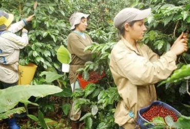 Mujeres empoderadas en el sector rural. Foto: Ecos 1360 Radio Mujeres, empoderamiento, trabajo en equipo, lucha, ideales, familia, café, sector, cafetero, tiendas, proyecto, iniciativa, red, asociaciones, calidad, general, mejorar, mujer, maquinar, SENA, corporación, cafeteros, apoyo, secretaría, agricultura, Quindío, departamento, departamental, bajos recursos, grano, CONtexto ganadero, ganaderos Colombia, noticias ganaderas Colombia