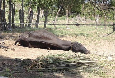 Los ganaderos de Sucre ven morir a sus animales por falta de comida y agua. Foto: El Heraldo Ganadería, ganadería colombia, noticias ganadera colombia, CONtexto ganadero, Lluvias, Sucre, Verano, invierno, Sequía, suelos, terrenos, Praderas, aridos, comida, alimentos ganado, silo maíz, pequeños ganaderos, medianos ganaderos, grandes ganaderos, efectos verano, pasturas, bodega de alimentos, lluvias sectoriales, ganaderos, ganaderos colombia, secos, prados, pastos