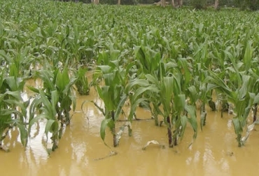 Finalmente llegan las lluvias a sectores donde la sequía se había prolongado. Para algunos productores es una buena situación, para otros no. Foto: infoagro colombia Fenómeno niño, lluvias, afecta, producción, beneficia, ganaderos, agricultores, productos, vías, afectaciones, región, aseguró, años, territorio, cercano, Desierto Tatacoa, temporada, territorio, producción animal, pasturas, bonitas, Natagaima, Huila, Colombia, departamento, situación, fenómeno, climático, próximos, meses, vías, terciarias, de, las, cuales, por qué, cuándo, , CONtexto ganadero, ganaderos Colombia, noticias ganaderas Colombia
