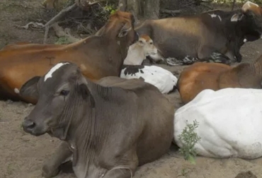 El abigeato en San Juan del Cesar es un tema de nunca acabar para los ganaderos. Foto: El Pilón Ganadería, ganadería colombia, noticias ganaderas, CONtexto ganadero, noticias ganaderas colombia, Abigeato, San Juan del Cesar, Cesar, robo de animales, carneo, falta de control abigeato, ganaderos, ganaderos san juan del cesar, mataredos clandestinos, Robo de ganado