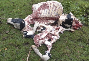Esta es una de las reses Holstein de alta genética encontradas en días pasados en La Calera. Foto: Cortesía Abigeato Sabana Bogotá, abigeato Cundinamarca, abigeato La Calera, abigeato Tenjo, robo ganado Cundinamarca, robo ganado Calera, robo ganado Tenjo, carneo Cundinamarca 2019, abigeato Cundinamarca 2019, inseguridad cundinamarca, noticias Cundinamarca, noticias Cundinamarca 2019, ganaderos La Calera, ganaderos tenjo, ganaderos Sabana Bogotá, abigeato ganaderos La Mesa, CONtexto ganadero, ganaderos colombia, noticias ganaderas colombia