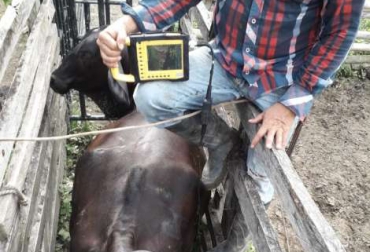 Con esta técnica se han preñado 5.928 hembras en 13 meses. Foto: Gobernación de Casanare. Ganadería, ganadería colombia, noticias ganaderas, noticias ganaderas colombia, CONtexto ganadero, IATF, IATF Casanare, inseminación artificial Casanare, biotecnología reproductiva, gobernación de casanare, Secretaría de Agricultura de Casanare, camilo montagut fernández