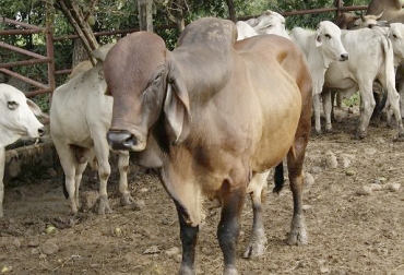 La seccional del ICA debe concertar con los ganaderos cuál será el protocolo para el transporte de animales vivos hacia los mataderos. Foto: areacucuta.com Ganadería Norte de Santander 2019, cuarentena ganaderos Norte Santander, cuarentena Norte Santander, zona protección norte de Santander, norte de santander, Ganaderos de Norte de Santander, ganadería norte de santander, envío de carne, precios ganado Norte de Santander, precios ganado Norte de Santander, Coganor, comité de ganaderos de norte santander, Instituto Colombiano Agropecuario, ICA, CONtexto ganadero, ganadería colombia, noticias ganaderas colombia
