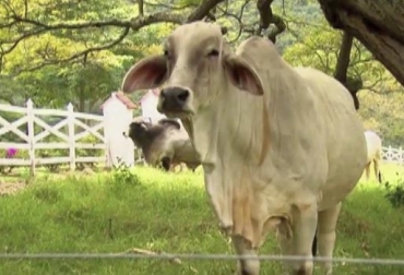 Para los ganaderos, se deben destinar más esfuerzos a implementar las BPG en las fincas para poder exportar a Estados Unidos. Foto: TvAgro clúster cárnico del Caribe, noticias clúster cárnico del Caribe, Clúster de carne Córdoba abril 2019, clúster cárnico del caribe ganaderos, clúster de carne Córdoba noticias, clúster cárnico Córdoba, socialización clúster de carne Córdoba, clúster de carne, clúster de carne de Córdoba, clúster cárnico Caribe Gobierno, Entrevista ministro de Agricultura abril 2019, clúster de carne de Córdoba Fedegán, CONtexto ganadero, ganaderos colombia, noticias ganaderas colombia