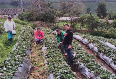 El departamento es líder en el aseguramiento de cultivos. Foto: Gobernación de Caldas. Ganadería, ganadería colombia, noticias ganaderas, noticias ganaderas colombia, CONtexto ganadero, seguros, seguro agropecuario, seguro agropecuario colombia, seguro agropecuario caldas, Gobernación de Caldas, vicepresidente de Garantías y Riesgos Agropecuarios de Finagro, Jorge Eduardo Soto