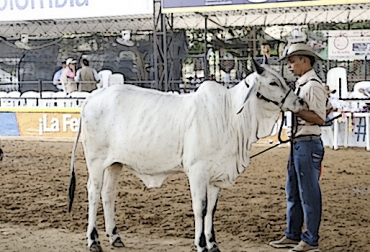 Este mes está cargado de eventos que aprovechan los 3 puentes festivos. Foto: larazon.co Eventos ganaderos junio 2019, cursos ganaderos, eventos ganaderos de 2019, ferias ganaderas de 2018, Ferias ganaderas Colombia mayo 2019, ferias ganaderas Colombia 2019, ferias ganaderas mayo 2019, ferias, Ferias Ganaderas, ferias Colombia, Eventos ganaderos, eventos ganaderos colombia, feria ganadera mayo 2019, CONtexto ganadero, ganaderos colombia, ganadería colombia, noticias ganaderas colombia