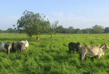 Los asistentes conocerán las producciones más destacadas ubicadas en Montería, capital ganadera de Colombia. Foto: su propiedad Gira ganadera Evagro, VIII Gira Ganadera Evagro, gira ganadera 2019 Evagro Taurus Genetics, Evagro Colombia, Taurus genetics, gira ganadera Evagro Taurus 2019, VIII Gira Ganadera Montería Córdoba 2019, gira ganadera Evagro, gira ganadera Montería 2019, gira ganadera Evagro 2019, gira ganadera, CONtexto ganadero, ganaderos colombia, noticias ganaderas colombia