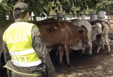 El abigeato y los actos delictivos tienen en vela a los productores del Cauca. Foto: Periodico La Ultima Gnaderia, ganadería colombia, Ganadería colombiana, CONtexto ganadero, noticias ganaderas, Abigeato, inseguridad, robos animales, bandas delincuenciales, extorsiones ganaderos, secuestro ganaderos, amenazas a ganaderos, ganaderos cauca, Cauca, ganaderos, productores cauca, ley anti abigeato