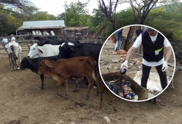 En los sitios clandestinos se han incautado 480 kg de carne, huesos y vísceras, así como animales listos para sacrificio. Foto: Invima Invima Ejército carne ilegal La Guajira, venta ilegal de carne La Guajira, Guajira sacrificio clandestino, inseguridad, inseguridad en La Guajira, Robo de ganado, robo de ganado en La Guajira, abigeato en La Guajira, plantas de sacrificio en la guajira, mataderos de ganado en la guajira, San Juan del Cesar, Contrabando de ganado, CONtexto ganadero, ganaderos Colombia, noticias ganaderas colombia
