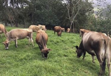 La asociación ha preparado un nuevo día de campo para aleccionar sobre las bondades de Jersey, específicamente en trópico bajo. Foto: Asojersey Colombia Día de Campo Asojersey Las Delicias, Día de Campo Asojersey Santander, vaca jersey, raza jersey, Día de Campo Asojersey, Día de Campo Asojersey 2019, Día de Campo Asojersey mayo 2019, proyectos Asojersey, actividades Asojersey 2018, Fedegán Asojersey 2019, Asojersey 2019, Asociación Colombia Jersey, Asociación Colombia jersey 2019, comprar ganado Jersey, Venta de ganado, venta de bovinos, CONtexto ganadero, ganaderos colombia, noticias ganaderas colombia