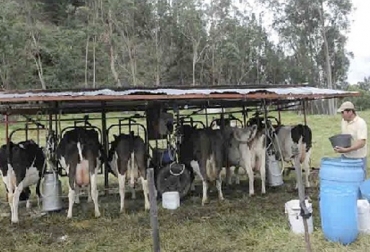Los precios de la leche no han subido y esto se deriva a problemas como lo son los Tratados de Libre Comercio (TLC). Foto: noticiasdiaadia.com Pequeños productores, bajos precios, pagan la lehce mal, baja producción, conservar forrajes, no compran la leche, Gobierno Nacional, Cundinamarca, Zipacón, trabajo, responsables, productores, problemas, precio, verano, lluvias, exigencias, calidad, no reconocen, Precio de leche en Zipacón no ha subido en 10 años, CONtexto ganadero, ganaderos Colombia, noticias ganaderas Colombia