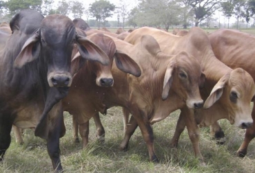 En los últimos 2 años se elevó el número de fincas productoras de carne bovina certificadas en BPG. Foto: ica.gov.co Predios BPG Colombia 2018, predios BPG Colombia 2019, Ganaderos Colombia certificación BPG, fincas bpg, certificación Buenas Prácticas Ganaderas Colombia, BPG Colombia 2019, BPG Colombia 2018, ganaderos predios certificados en BPG, ICA Colombia BPG 2018, ICA BPG 2018, falta interés vacunación brucelosis, predios certificados BPG, ICA predios BPG, CONtexto ganadero, ganaderos colombia, noticias ganaderas colombia