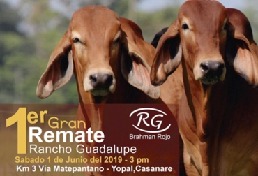 Este es el primer evento comercial que realiza la ganadería Rancho Guadalupe de Planeta Rica (Córdoba). Foto: subacasanare.com 1er Gran Remate de Rancho Guadalupe, rancho Guadalupe Planeta Rica, venta de ganado, subasta ganado, comercio ganado, venta de bovinos, comercialización ganado, Subasta Ganadera Casanare, subacasanare, Hipermercado bovino, remate de ganado, Brahman rojo, Brahman gris, CONtexto ganadero, ganaderos colombia, noticias ganaderas colombia