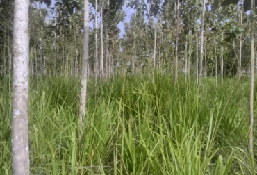 Los sistemas silvopastoriles ayudan a conservar y regular el recurso agua y a mitigar los efectos de variabilidad y cambio climático. Foto: Cortesía. Ganadería, ganadería colombia, noticias ganaderas, noticias ganaderas colombia, CONtexto ganadero, Saboyá, ganaderos de saboyá, Sistemas silvopastoriles, Agrosavia, Oferta Tecnológica de sistemas silvopastoriles para trópico alto, agrosavia tunja, Alnus acuminata, Sanbucus peruviana