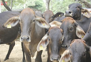 La trazabilidad bovina incluye la colocación de chapetas para identificar a los animales y registrarlos en el sistema. Foto: El Heraldo trazabilidad Colombia, Cifras Identifica abril 2019, trazabilidad bovina Identifica 2019, avances trazabilidad bovina, anuncios del MinAgricultura trazabilidad, avances de trazabilidad, trazabilidad bovina colombia, trazabilidad bovina noticias, trazabilidad bovina ica colombia, trazabilidad bovina fedegán, trazabilidad bovina ica avances, CONtexto ganadero, ganaderos colombia, noticias ganaderas colombia