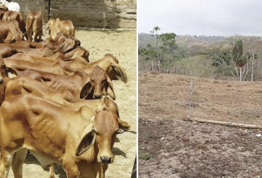 La sequía y enfermedades en el hato ocasionan grandes pérdidas productivas en en el sector ganadero. Foto: Milenio - elsemaforoycontravia.com Clima seco, Sequía, reportes, importancia, gracias, lograr, comercializar, afectaciones, ganado, Ganadería, ganaderos, insumos, precios, bajos precios, influye, márgenes, rentabilidad, cambio climático elevados, filo, centavo, no retribuye, desarrollo, pequeños ganaderos, enfermedades, bovinos, hatos, vacas, CONtexto ganadero, ganaderos colombia, noticias ganaderas colombia