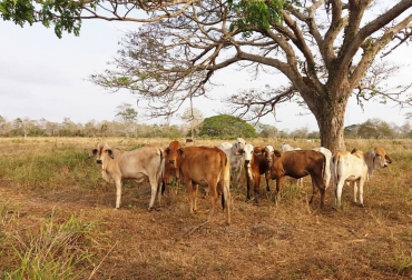 La prolongada sequía afectó el desarrollo del campo sucreño. Foto: Fegasabana en Instagram. Ganadería, ganadería colombia, noticias ganaderas, noticias ganaderas colombia, CONtexto ganadero, Sucre, agro sucre, Ministerio de Agricultura