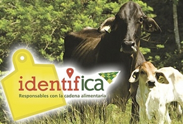 El programa de trazabilidad bovina, IdentifICA, tuvo un mejor crecimiento entre 2017 y 2018, que entre 2018 y 2019. Foto: ica.gov.co trazabilidad Colombia, Cifras Identifica mayo 2019, trazabilidad bovina Identifica 2019, avances trazabilidad bovina, anuncios del MinAgricultura trazabilidad, avances de trazabilidad, trazabilidad bovina colombia, trazabilidad bovina noticias, trazabilidad bovina ica colombia, trazabilidad bovina fedegán, trazabilidad bovina ica avances, CONtexto ganadero, ganaderos colombia, noticias ganaderas colombia