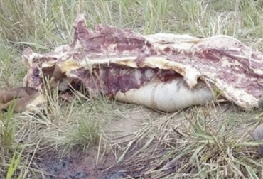 El carneo tiene azotados a los ganaderos del centro del departamento de Cauca. Foto: Fedegán Abigeato, Abigeato en cauca, robo de animales en Cauca, carneo en Cauca, Ley contra el abigeato, ganaderos del Cauca