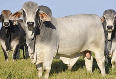 Desde el grupo de investigación CUS de la Universidad del Sinú también se impulsa el desarrollo de la producción cárnica de Córdoba. Foto: Google Sites Carne Córdoba Universidad Sinú, ganadería academia, Grupo CUS Universidad del Sinú, Universidad del Sinú, Facultad de Ciencias Económicas, Administrativas y Contables, Ganadería El Rosario, clúster cárnico del Caribe, ganadería córdoba, PEGA Fedegán, Pega 2018-2022, Plan Estratégico de la Ganadería, Academia ganadería, ganadería investigación académica, CONtexto ganadero, ganaderos colombia, noticias ganaderas colombia