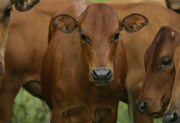 Con el fin de aprovechar la facilidad de parto de la raza Chino Santandereano, ganaderos han emprendido cruces con Brahman. Foto: Fedegán Chino Santandereano, Cruce Chino Santandereano Brahman, proyectos Chino Santandereano, raza criolla Colombia, Asociación de Criadores del Chino Santandereano, Asochino, raza chino santandereano, preservación raza chino santandereano, razas bovinas criollas y colombianas, día de campo Chino Santandereano, Mesa Técnica Chino Santandereano, CONtexto ganadero, ganadería colombia, noticias ganaderas colombia
