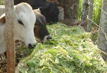 Según el médico veterinario, otros países han aprendido a conservar forraje porque deben lidiar con condiciones climáticas más difíciles. Foto: engormix.com Falta forraje Colombia, falta alimento ganadería Colombia, planeación forrajera, conservación de forraje, alternativas para conservar forraje, planeación, planeación ganadera, planeación del pasto, uso correcto del forraje, producción ganadera, ganadería Perú, ganadería Uruguay, ganadería colombia, CONtexto ganadero, ganaderos colombia, noticias ganaderas colombia