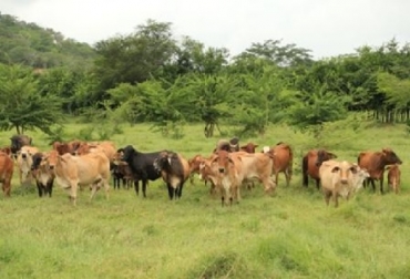 Entidades trabajan para estructurar un proyecto con el objetivo de transformar la ganadería del Norte de Santander en una actividad sostenible. Foto: Ganadería Colombiana Sostenible Ganadería Colombiana Sostenible, Ganadería sostenible, Ganadería sostenible en Norte de Santander, Corporación Autónoma Regional de la Frontera Nororiental - Corponor, Coganor, Fedegán