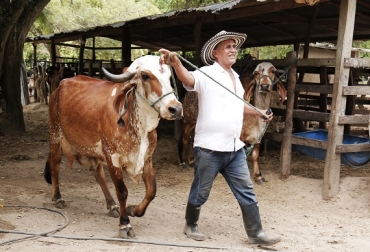 Los recursos se destinarán en la preparación de tierras, siembra de cultivos de pastos y compra de maquinaria en pro de la producción láctea. Foto: Gobernación del Atlántico. Ganadería, ganadería colombia, noticias ganaderas, noticias ganaderas colombia, CONtexto ganadero, Manatí, Sabanalarga, Campo de la Cruz y Candelaria, Secretaría de Desarrollo Económico del Atlántico, Ministerio de Agricultura, secretario de Desarrollo Económico, Anatolio Santos, alianzas productivas, calidad de la leche, industria de los lácteos,