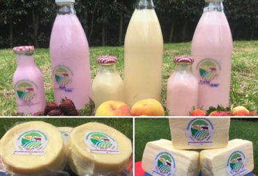 La ganadería agroecológica comercializa yogur de 3 sabores y distintas variedas de quesos con base en una producción orgánica. Foto: Ganadería Tierra Buena Productos ganadería Tierra Buena, productos lácteos orgánicos, venta de lácteos orgánicos, Ganadería agroecológica, ganadería ecológica, Empresa ganadera agroecológica Tierra Buena, producto con valor agregado, producción de leche ecológica, Pacho, cundinamarca, Empresa Tierra Buena, ganadería rentable ecológica, ganadería en Cundinamarca responsable con el medio ambiente, CONtexto ganadero, ganaderos colombia