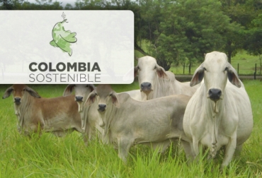 Los recursos serán administrados a través del Fondo Colombia Sostenible y financiarán proyectos de ganadería, entre otros. Foto: APC-Colombia - alertatolima.com Fondo Colombia Sostenible, Fondo Colombia en Paz, ganadería sostenible, proyectos productivos sostenibles, Nariño, Caquetá, Putumayo, Programas de Desarrollo con Enfoque Territorial, PDET, familias beneficiadas, proyecto Gobierno paz, Paz Colombia, Noruega, Suecia, Suiza, CONtexto ganadero, ganaderos Colombia, noticias ganaderas Colombia