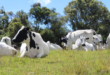 Gracias a la implementación de sistemas silvopastoriles la ganadería en Antioquia es más competitiva. Foto: Universidad Nacional sede Medellín. Ganadería, ganadería colombia, noticias ganaderas, noticias ganaderas colombia, CONtexto ganadero, universidad nacional sede medellín, sistemas silvopastoriles, luis alfonso escobar, departamento producción animal universidad nacional, sistemas silvopastoriles antoquia,