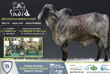 Este es uno de los ejemplares que será subastado en el remate del sábado al cierre del Encuentro Internacional de Criadores de Gyr y Gyrolando. Foto: facebook.com/SUBASTARSA Remate Subastar, remate de ganado, Remate Subastar Encuentro Internacional Gyr Gyrolando, Comité de Cebuinos Lecheros y Cruces, cruces cebuinos para leche, 1er encuentro Gyr Gyrolando, Ganadería, ganadería colombia, noticias ganadera colombia, CONtexto ganadero, evento, Gyr, Gyrolando, ganadero, juzgamiento, ganado, vacas, raza, concurso, córdoba, Montería, Brasil, Panamá, Costa Rica, Ecuador, Colombia, Bolivia, conferencistas, ganaderos, ganaderos colombia, noticias ganaderas de colombia