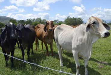 Al día, en La Guajira roban 5 animales en San Juan y 3 en Fonseca, según productores. Foto: maravillastereo.com ganaderia, ganaderia colombiana, ganaderia colombia, contexto ganadero, noticias ganaderas, abigeato, abigeato la guajira, robo de animales la guajira, ley del abigeato, mayores controles abigeato, hurto de animales la guajira, ganaderos la guajira, ganaderos, ganaderos colombia