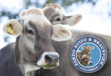 Conozca las actividades que desarrollará Asopardo en el marco de Agroexpo. Foto: asopardocolombia.co Asopardo en Agroexpo, Agroexpo 2019, pardo suizo, Braunvieh, actividades de Asopardo, Muestra y Exhibición, juzgamiento de ganado