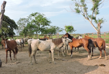 En el momento, se desconocen los parámetros fenotípicos que los diferencian de otras razas de equinos. Foto: UCC. Ganadería, ganadería colombia, noticias ganaderas, noticias ganaderas colombia, CONtexto ganadero, caballo criollo araucano, Morfometría. recursos zoogenéticos, morfometría geométrica, Facultad de Medicina Veterinaria y Zootecnia de la Universidad Cooperativa de Colombia en su campus Arauca, elipométricos, arcesio salamanca