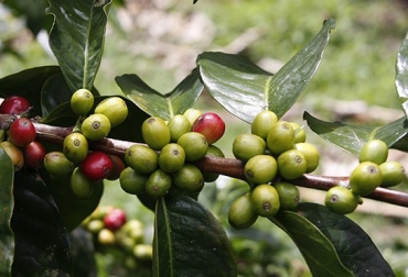 En el departamento, el 68,6 % de los cultivos son de café y plátano asociado. Foto: Archivo / La Opinión. Ganadería, ganadería colombia, noticias ganaderas, noticias ganaderas colombia, CONtexto ganadero, Evaluación Agropecuaria, Juan José Martínez Ramírez, secretario de Desarrollo Agropecuario de Risaralda, Alianzas Productivas, Instituto Colombiano Agropecuario, Fedepanela, fedecacao, Fenavi, Ingenio Risaralda, Frigo Otún, Planta de beneficio-Oinc de Santuario