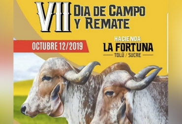 En este remate se comercializarán 30 lotes en los que se resalta la genética Gyr y sus cruzamientos. Foto: @haciendalafortuna remate de la Hacienda La Fortuna, VII día de campo Hacienda La Fortuna, Hacienda La Fortuna, remate de gyr, remate en Tolú, Cogasucre, Asocebú.