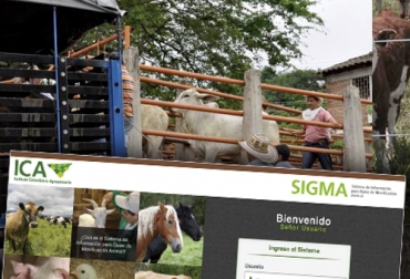 Cualquier ganadero del país (salvo aquellos ubicados en zona de frontera) pueden ingresar al aplicativo Sigma para expedir las guías desde sus casas. Foto: sigma.ica.gov.co - vanguardia.com Ganadería, ganadería colombia, noticias ganaderas, noticias ganaderas colombia, CONtexto ganadero, Guías de Movilización, expedición de guías de movilización en línea, guías en línea, ICA, ica colombia, guías ica, trámites en línea, Ministerio de Agricultura, Instituto Colombiano Agropecuario