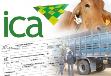 A través del aplicativo Sigma buscarán facilitar la expedición de guías en el departamento. Foto: CONtexto ganadero. ganadería, ganadería colombia, noticias ganaderas, noticias ganaderas colombia, contexto ganadero, casanare, ica, ica casanare, guías casanare, ica colombia, guías de movilización,