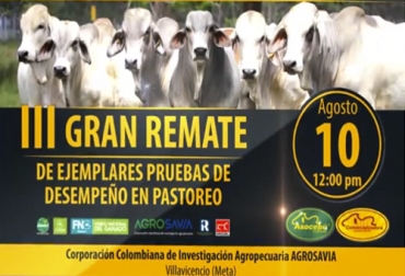 Ganaderos de diferentes regiones del país podrán participar en este gran remate de Asocebú. Foto: facebook.com/Asocebucolombia remate de ganado, remate de Asocebú, remate en Villavicencio, Asocebú, pruebas de desempeño en pastoreo