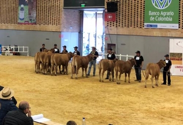 La responsabilidad de calificar rumiantes en la pista es sumamente importante. Foto: CONtexto ganadero juzgamiento de la raza Limousin, juez de la raza Limousin, raza Limousin, competencias bovinas, juzgamientos bovinos, Agroexpo 2019