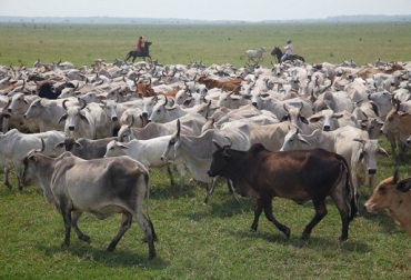 La actividad se celebrará el próximo 25 de julio. Foto: llanera.com. Ganadería, ganadería colombia, noticias ganaderas, noticias ganaderas colombia, CONtexto ganadero, día de la cultura e identidad llanera, Día del Llanero, día del llanero casaranareño, Casanare, gobernación de casanare