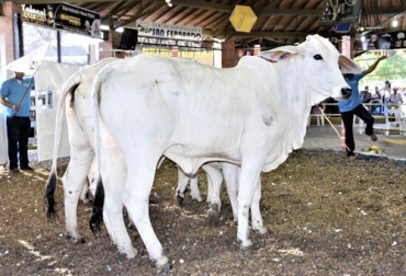 Esta subasta tendrá lugar el próximo 28 de julio en Buenavista en el departamento de Córdoba. Foto: cencogan.com subastas Brahman, Brahman blanco, Cencogan, comercialización de Brahman, cría del brahman blanco
