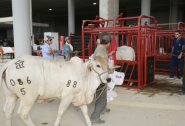 Atender a los 4.500 ejemplares bovinos, equinos, ovinos y caprinos que estarán en Agroexpo es un trabajo de 24 horas, los 7 días de la semana. Foto: Cortesía Actividades Agroexpo 2019, Ganadería, ganadería colombia, noticias ganaderas, noticias ganaderas colombia, CONtexto ganadero, Agroexpo, Agroexpo 2019, Agroexpo Bogotá, ferias, Ferias Ganaderas, feria agroexpo, Corferias, Eventos ganaderos, ministro Andrés Valencia, Ministro Agricultura, presidente ejecutivo Corferias